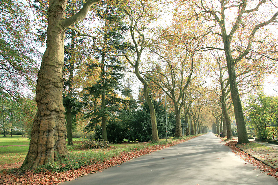 Platanenallee an der Kaiserstraße auf Höhe des Kaisersparks. Foto: Ralf Janowski.